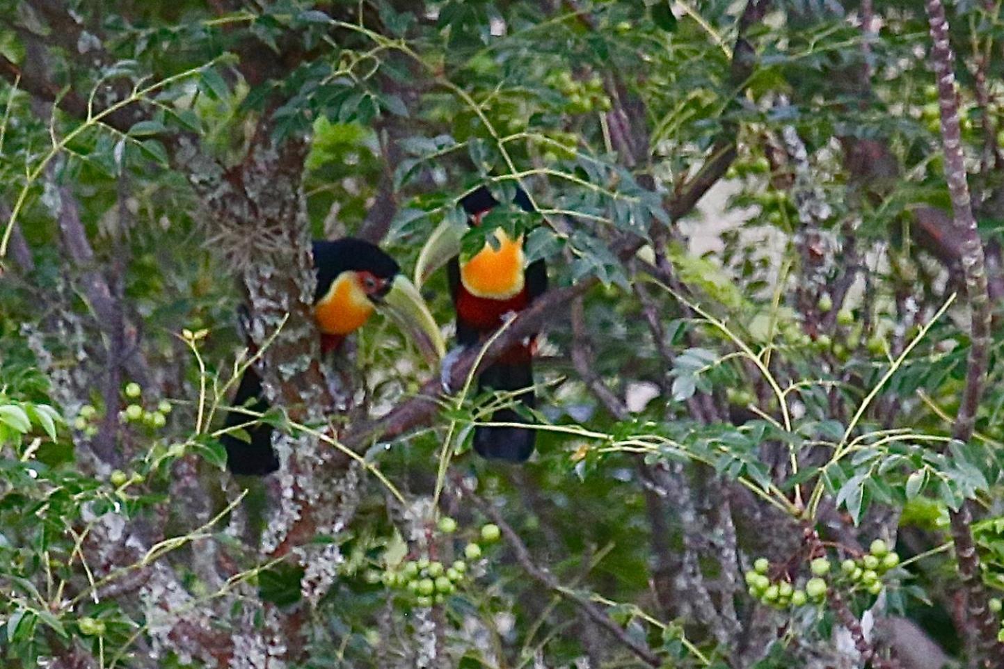 Pousada Terra dos Pássaros São Bento do Sapucaí Esterno foto